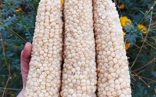 ES GENTLEMAN / ЕС ДЖЕНТЛЬМЕН