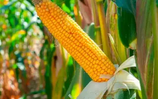 ES LEGOLAS / ЕС ЛЕГОЛАС