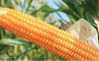 ES Marco / ЕС Марко