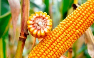 ES RUFFY / ЕС РУФФІ