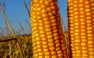 ES SENSOR DUO / ЕС СЕНСОР ДУО