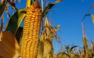 ES FRANKLIN / ЕС ФРАНКЛІН