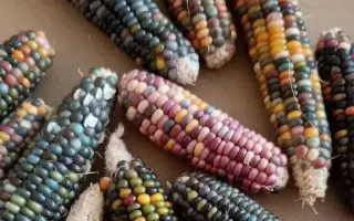 Gerzi CS / Жерзі КС