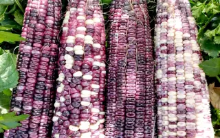 Jericho / Жеріко