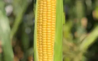 IMPRESSIVO / ІМПРЕССІВО