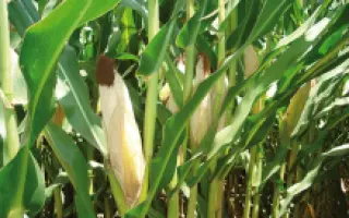 Cadurci CS / Кадюрсі КС