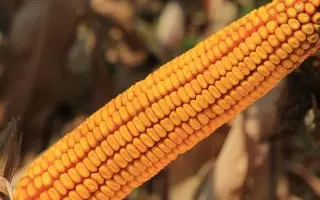 Kaifus / Каіфус