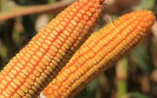 CALANGO KWS / КАЛАНГО КВС