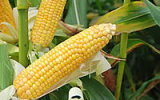 Kamponi CS / Кампоні КС