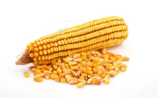 Кардинал МВ