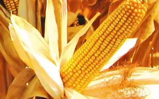 Каховський