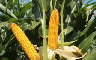 KWS 2322 / КВС 2322