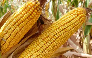 KWS ADONISIO / КВС АДОНІСІО