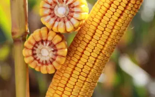 KWS CASIMIRO / КВС КАЗІМІРО