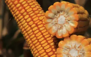 KWS PAULO / КВС ПАУЛО