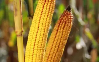 KWS TIMOTEO / КВС ТІМОТЕО