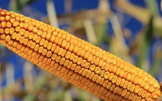 Kiparus / Кіпарус