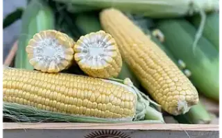 Clapton / Клаптон