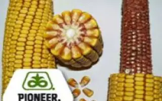 Clarica / Кларіка