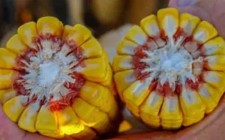 Codisco / Кодіско