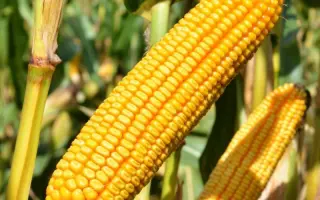 Коллективный 225 МВ / Колективний 225 МВ