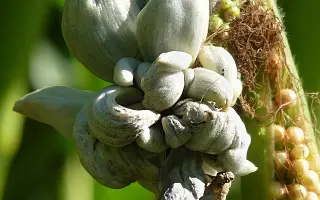 KOLETIS / КОЛЕТІС