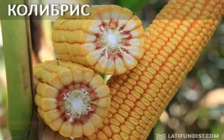 Kolibris / Колібріс