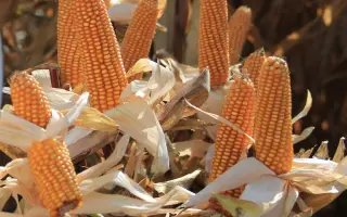 Coryphee / Корифей