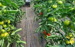 KORVINUS / КОРВІНУС