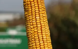 Cornadi CS / Корнаді КС