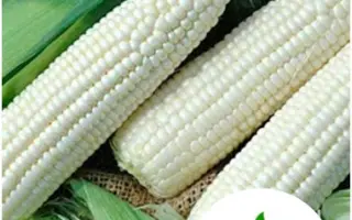 KOROLEVAS / КОРОЛЕВАС