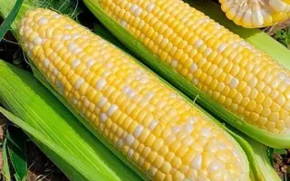 Lactor / Лактор