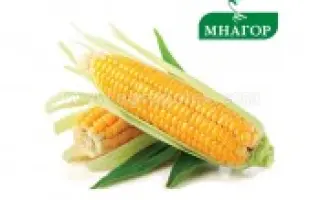 Laureen / Лаурін