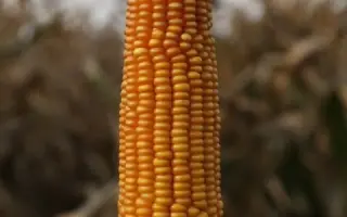 Леонідів 276 СВ