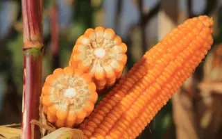 LEONOWO / ЛЕОНОВО