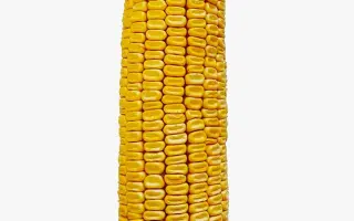 LIKORN / ЛІКОРН