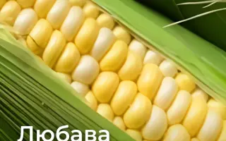 Loubazi CS / Лубазі КС