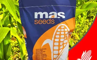 LUKAKU / ЛУКАКУ