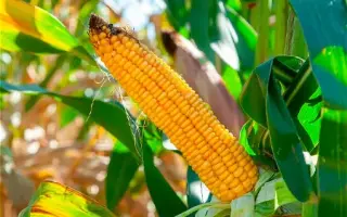 Luxxus / Люкксус