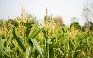 MAS 12R / МАС 12Р