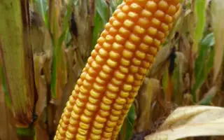 MAS 15F / МАС 15Ф