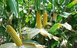 MAS 18T / МАС 18Т