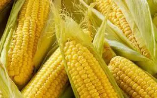 MAS 20P / МАС 20П