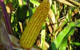 MAS 24А / МАС 24А