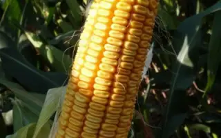 MAS 32CR / МАС 32СР