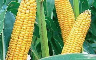 MAS 33CR / МАС 33СР