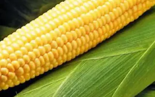 MAS 40F / МАС 40Ф