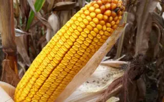 MAS 41B / МАС 41Б