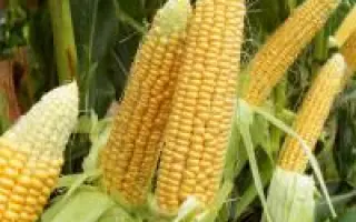 MAS 53B / МАС 53Б