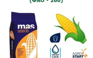 MASFAYA / МАСФАЯ